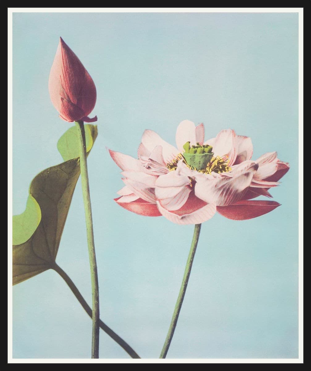 Aesthetic No. 07 - Black Frame