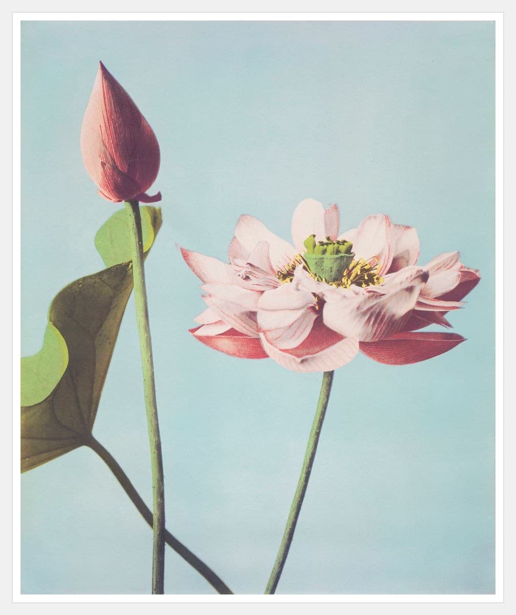 Aesthetic No. 07 - White Frame